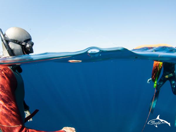 Freediving Experience / Discover Freediving