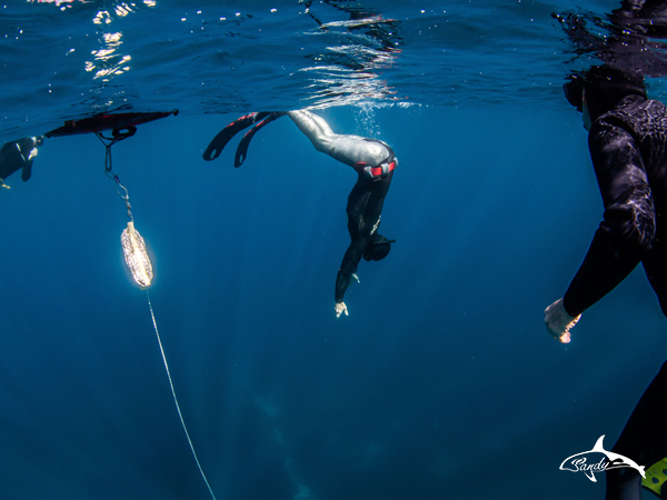 Freediving Level 1* / OPEN WATER FREEDIVER STAGE