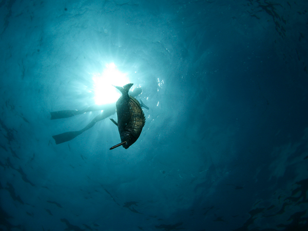 Spearfishing Experience / Discover Spearfishing